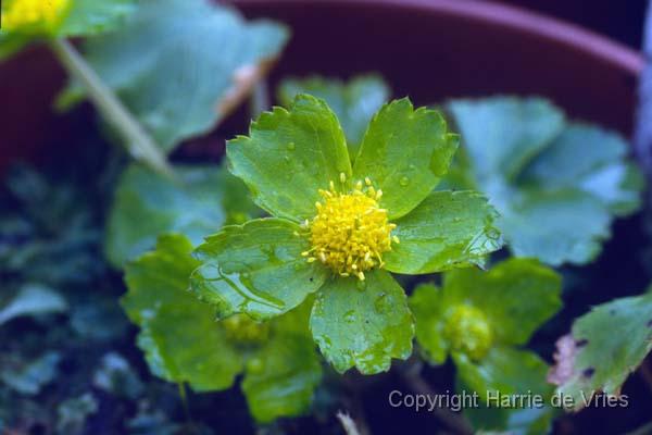 Hacquetia epipactis