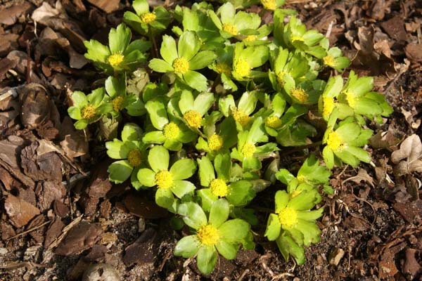 Hacquetia epipactis