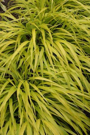 HAKONECHLOA macra 'Allgold'