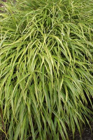 HAKONECHLOA macra 'Albo-Striata'