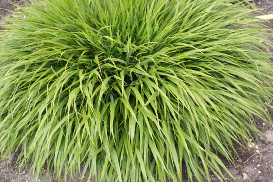 HAKONECHLOA macra