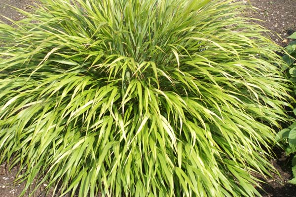 HAKONECHLOA macra 'Nicolas'