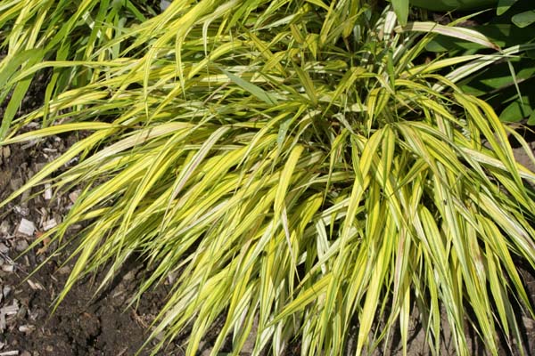 Hakonechloa macra 'Stripe it Rich'