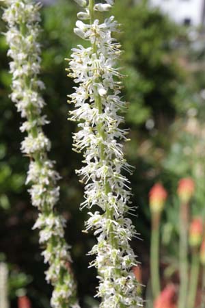 Hastingsia alba