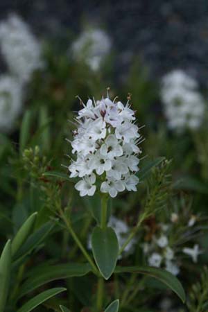 Hebe 'Kirkii'