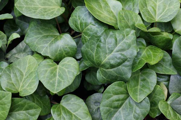 Hedera canariensis