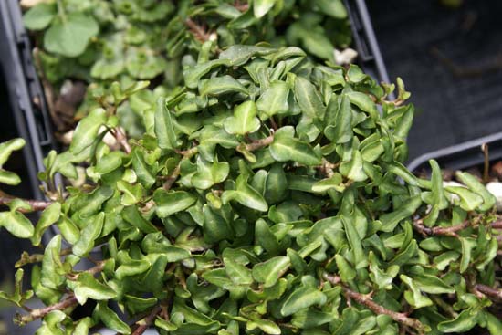 Hedera helix 'Spetchley'