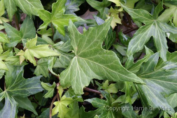 Hedera