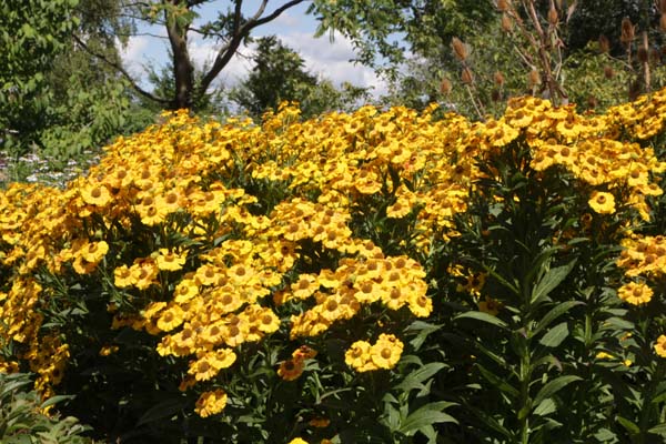 Helenium 'Brandend Zand'
