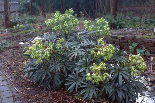 HELLEBORUS foetidus 'Wester Flisk'
