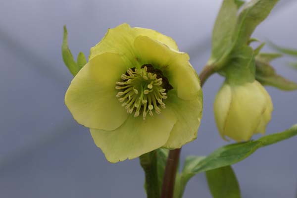 HELLEBORUS x 'Geel Donkere Nect.'