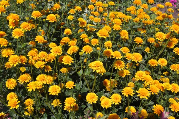Heliopsis helianthoides var. scabra 'Asahi'