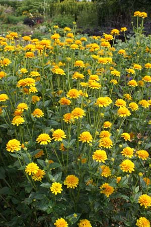 Heliopsis helianthoides var. scabra 'Asahi'