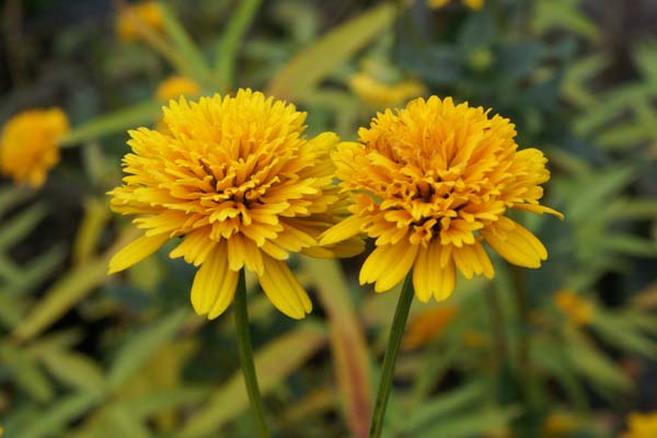 Heliopsis helianthoides var. scabra 'Asahi'
