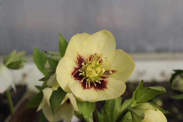 HELLEBORUS x 'Geel Rood Hart'