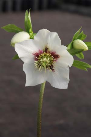 HELLEBORUS x 'Wit Rode Ster'