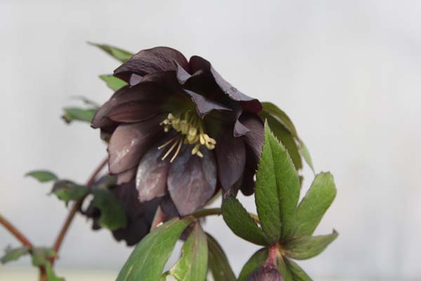 HELLEBORUS x 'Zwart Driedubbel'