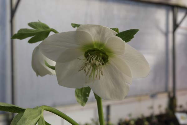 HELLEBORUS x 'Wit Donkere Nect.'
