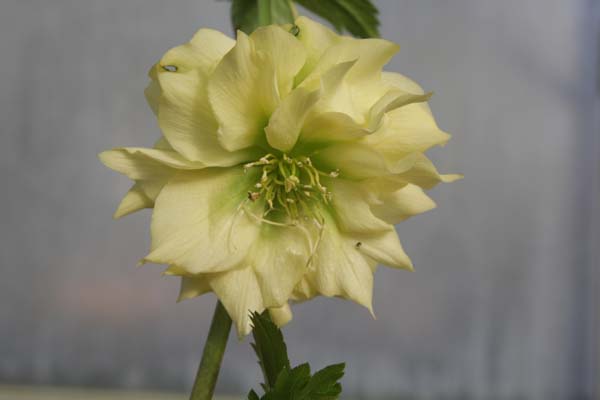 HELLEBORUS x 'Geel Driedubbel'