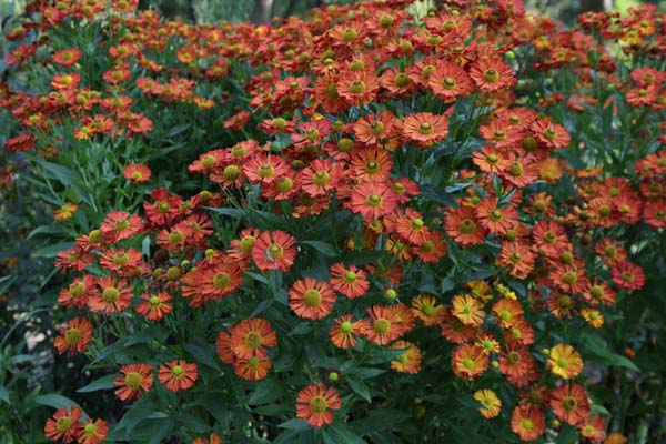 Helenium 'Kupferziegel'