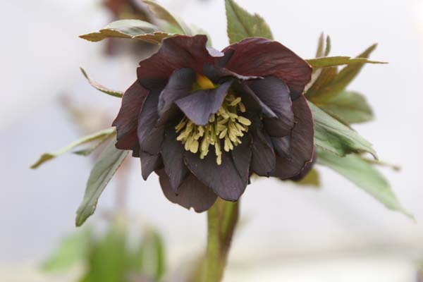 HELLEBORUS x 'Leiblauw Driedubbel'