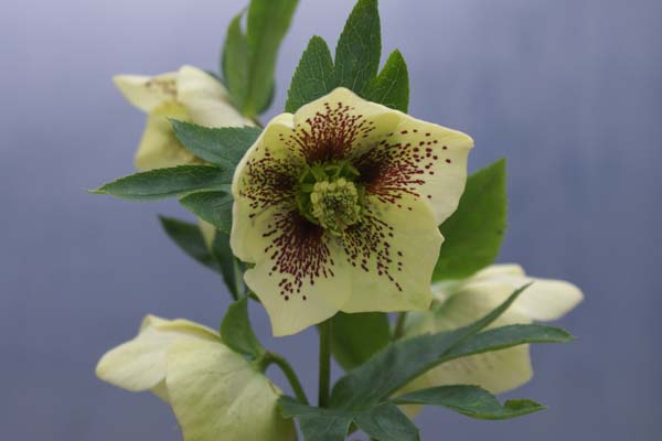 HELLEBORUS x 'Lichtgeel Gespikkeld'