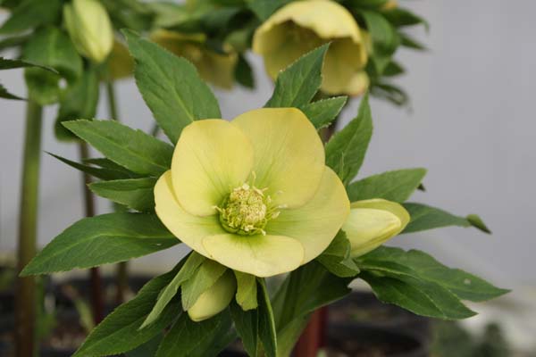 HELLEBORUS x 'Lichtgeel'