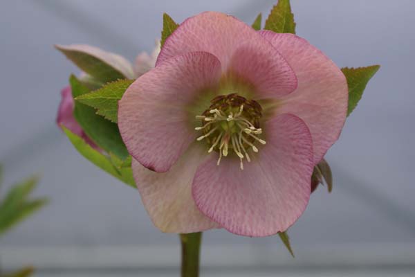 HELLEBORUS x 'Lichtroze'
