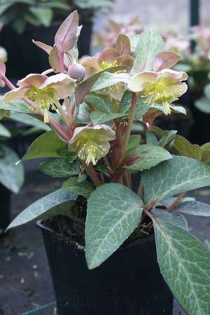 Helleborus lividus