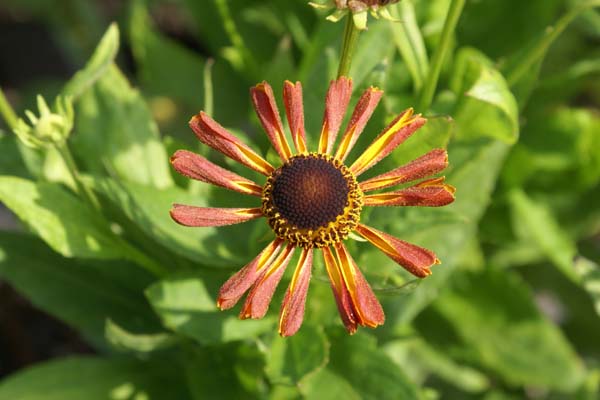 Helenium 'Loysder Wieck'