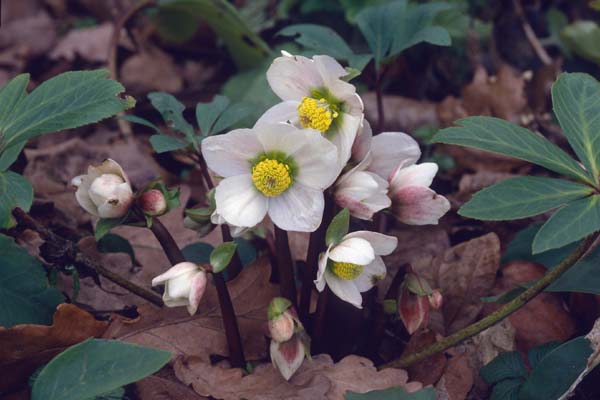 HELLEBORUS niger 'Selectie Handbestoven'