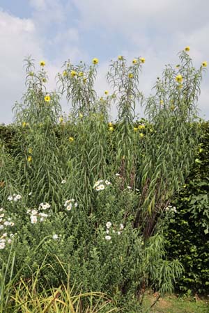 Helianthus orgyalis