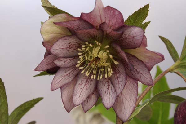 HELLEBORUS x 'Picotee Driedubbel'
