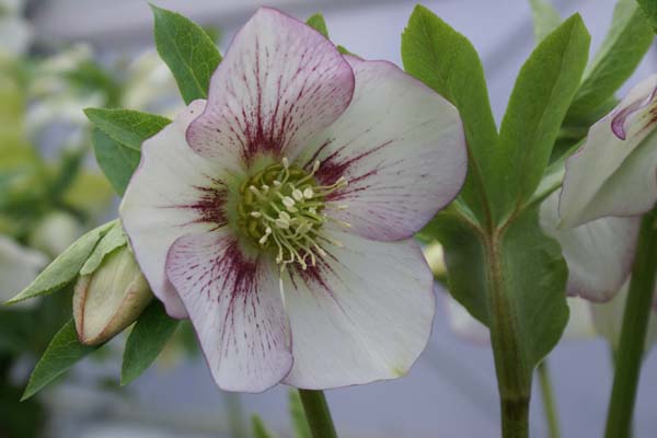 HELLEBORUS x 'Picotee Licht'