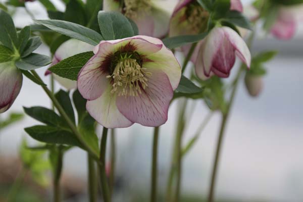 HELLEBORUS x 'Picotee'