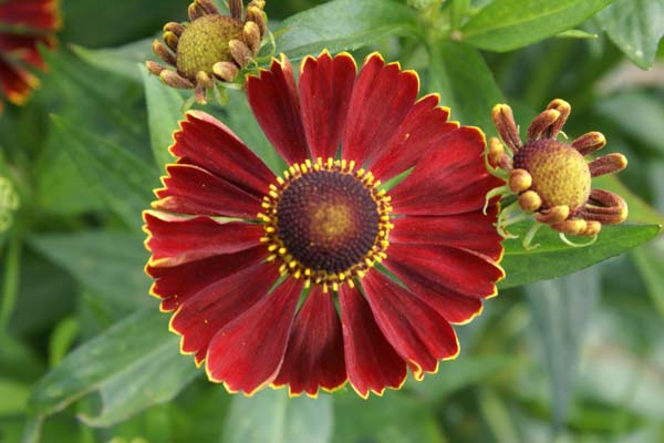Helenium 'Potters Wheel'