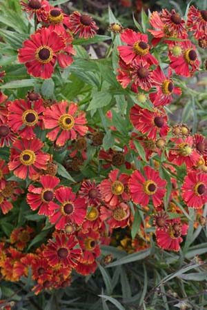 Helenium 'Potters Wheel'