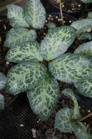 HELLEBORUS x eric-smithii 'W. Moonbeam'
