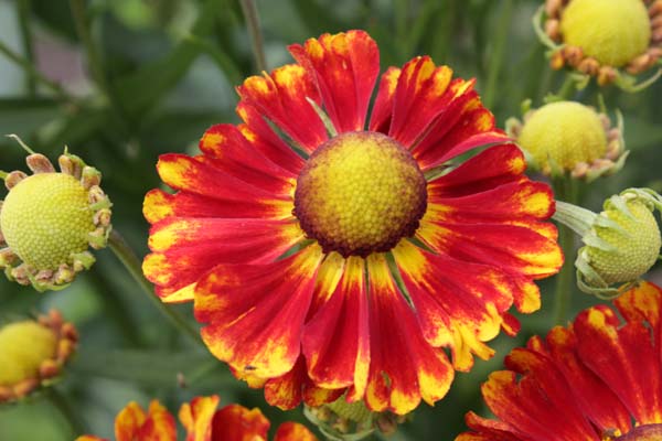 Helenium 'Ragamuffin'