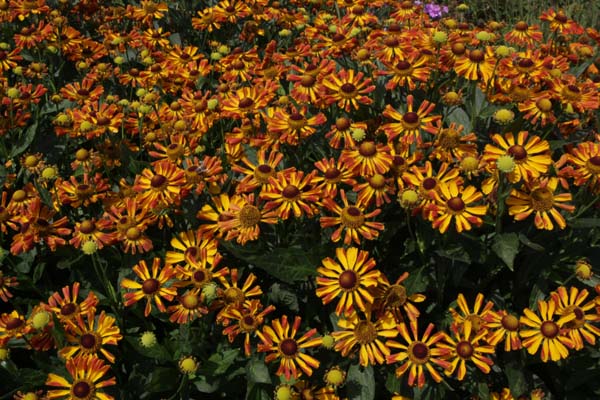 Helenium 'Rauchtopas'