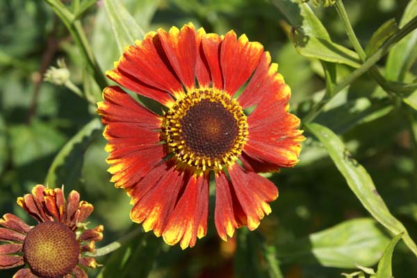 Helenium 'Ring of Fire'