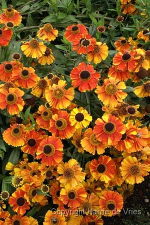 Helenium