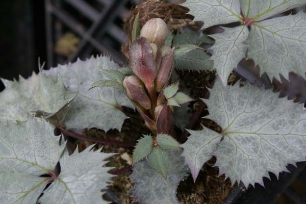 HELLEBORUS sternii 'Ashwood Strain'