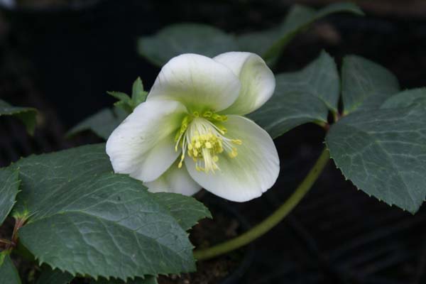 HELLEBORUS x nigercors 'White Beauty'