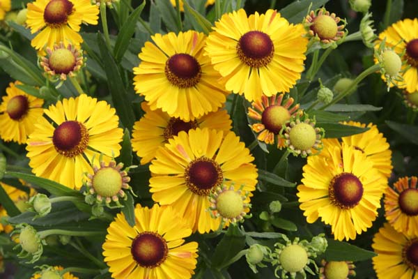 Helenium 'Tineke Grin'