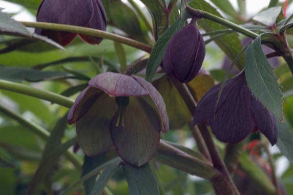 HELLEBORUS torquatus