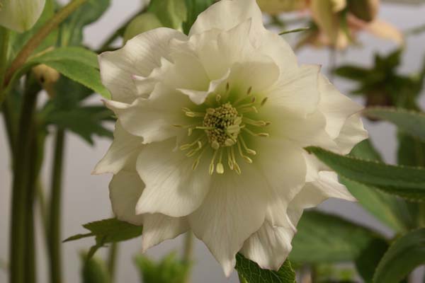 HELLEBORUS x 'Wit Driedubbel'