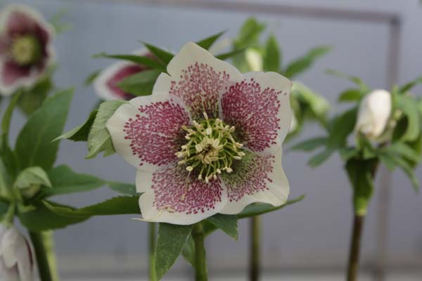 HELLEBORUS x 'Wit Gespikkeld'