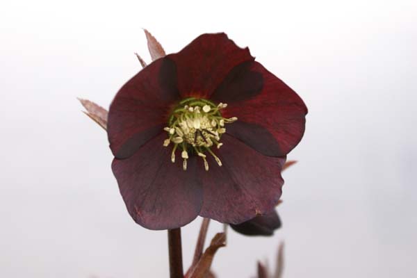 HELLEBORUS x 'Zwart'