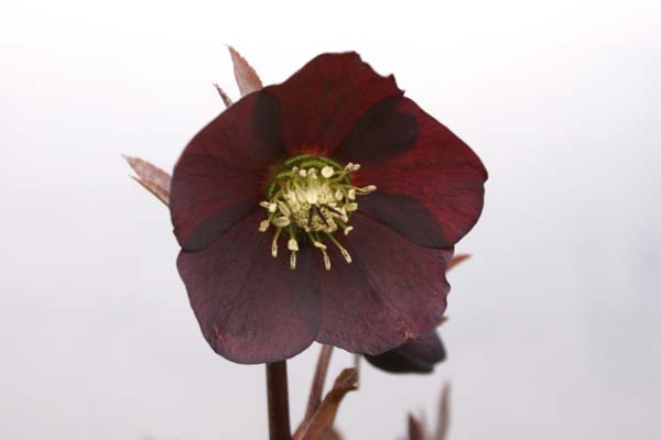 Helleborus x 'Zwart'